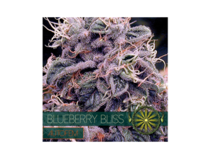 Autofem Vision Blueberry Bliss