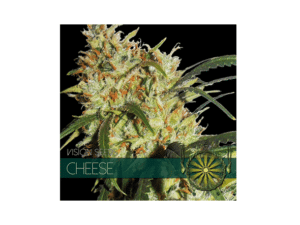 Vision Seeds Cheese
