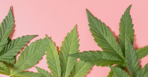Auto Flowering Wietzaden